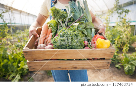 Greenhouse, hands of woman with wooden box of vegetables and sustainable small business in agriculture. Girl at farm, natural food and agro growth in summer with organic beetroot, carrots and pepper. Greenhouse, hands of woman with wooden box of vegetables and sustainable small business in agriculture. Girl at farm, natural food and agro growth in summer with organic beetroot, carrots and pepper. 137463734