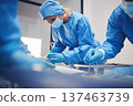 Woman, medical group or surgery operation, hospital support and doctors healing wound, injury or patient anatomy. Cancer treatment, ICU team or closeup surgeon collaboration in operating room theater 137463739