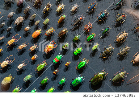 Entomological collection showcasing a variety of pinned beetles and other colorful insects on a black background, representing biodiversity and scientific study Entomological collection showcasing a variety of pinned beetles and other colorful insects on a black background, representing biodiversity and scientific study 137463982