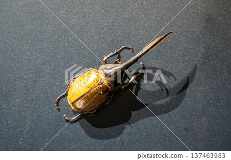 Hercules beetle (dynastes hercules) resting on a dark surface, showcasing its distinct long horn and yellow elytra, with natural light creating a prominent shadow 137463983
