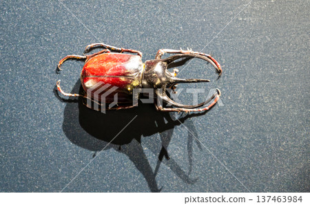 Large, dark red and black rhinoceros beetle (chalcosoma chiron) specimen displayed against a textured dark blue surface, highlighting its distinctive curved horns and segmented body 137463984