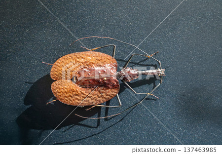 Violin beetle, mormolyce phyllodes, displaying its characteristically flattened, leaf-like elytra and segmented body with long antennae and legs on a dark background Violin beetle, mormolyce phyllodes, displaying its characteristically flattened, leaf-like elytra and segmented body with long antennae and legs on a dark background 137463985