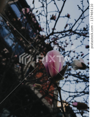 Pink magnolia bud blooming on tree branch Pink magnolia bud blooming on tree branch 137464110