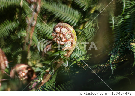 Young fern fiddlehead unfurling among dark green leaves blurred in motion 137464472