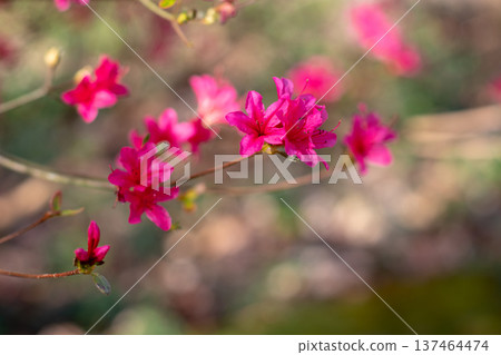 Glowing pink azalea rhododendron flowers with soft focus and bokeh Glowing pink azalea rhododendron flowers with soft focus and bokeh 137464474