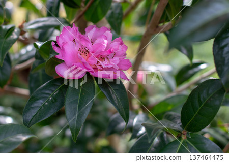 Double pink camellia flower with dark anthers among green leaves Double pink camellia flower with dark anthers among green leaves 137464475