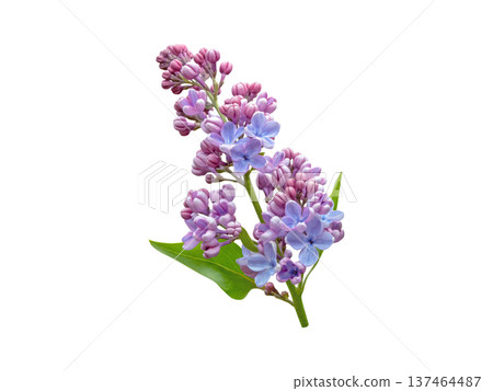 Lilac branch with purple buds and blue flowers isolated on white background. Syringa vulgaris Lilac branch with purple buds and blue flowers isolated on white background. Syringa vulgaris 137464487