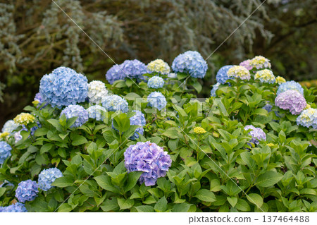 Bigleaf hydrangea with blue and purple blooms, yellow buds on the cedar background. Hydrangea macrophylla Bigleaf hydrangea with blue and purple blooms, yellow buds on the cedar background. Hydrangea macrophylla 137464488