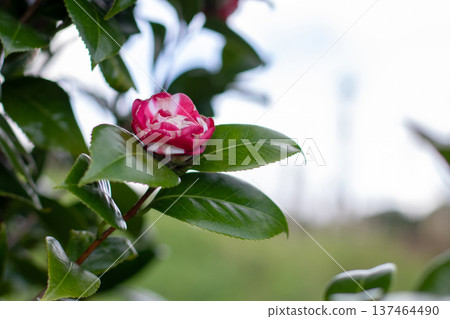Pink and white camellia japonica flower with green leaves in garden 137464490