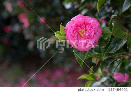 Pink double camellia japonica flower with yellow center in blooming garden. Soft bokeh and copy space 137464491