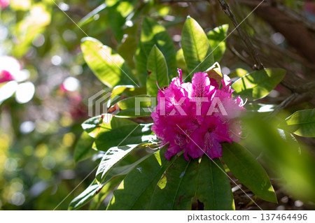 Pink rhododendron flower cluster among sunlit evergreen leaves 137464496