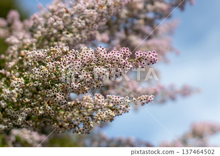 Pink erica canaliculata heather flowers close up against blue sky 137464502