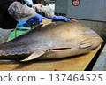 A large raw tuna being filleted by a tuna craftsman 137464525