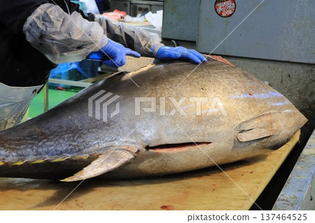 A large raw tuna being filleted by a tuna craftsman 137464525