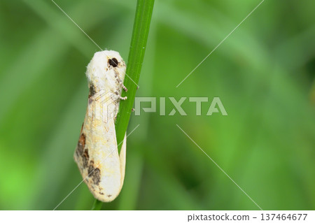黑色山虎鯨派克 黑色山虎鯨派克 137464677