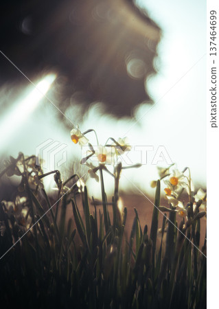 閃亮的白色水仙花 閃亮的白色水仙花 137464699