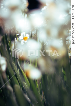 Shining white daffodils 137464703