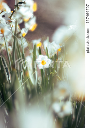 閃亮的白色水仙花 閃亮的白色水仙花 137464707