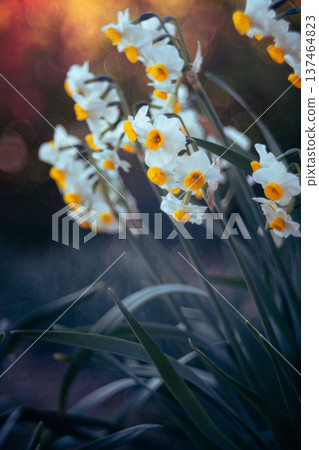 Daffodils and red bokeh balls Daffodils and red bokeh balls 137464823