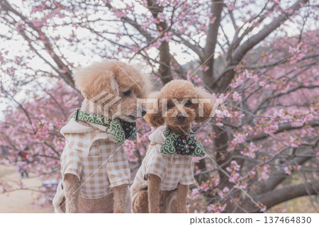 Rape flower and Kawazu cherry tree Rape flower and Kawazu cherry tree 137464830