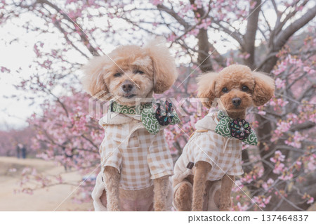 Rape flower and Kawazu cherry tree Rape flower and Kawazu cherry tree 137464837