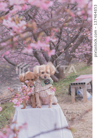 強姦花和Kawazu櫻桃樹 強姦花和Kawazu櫻桃樹 137464853