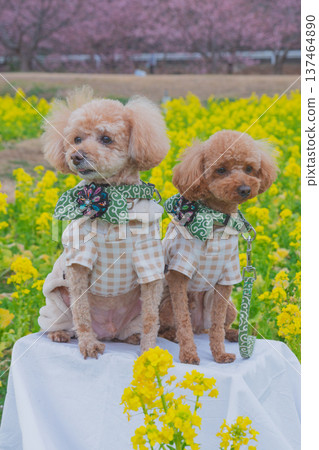 Rape flower and Kawazu cherry tree Rape flower and Kawazu cherry tree 137464890