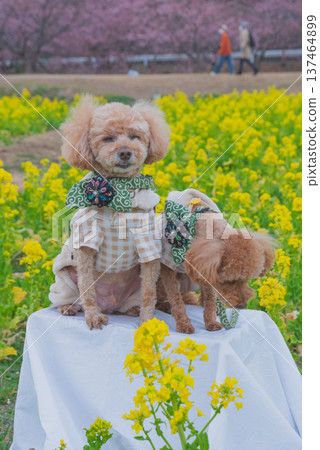 Rape flower and Kawazu cherry tree Rape flower and Kawazu cherry tree 137464899