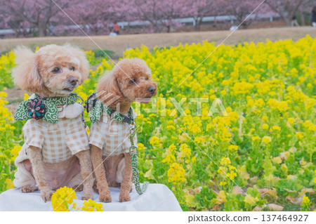 Rape flower and Kawazu cherry tree Rape flower and Kawazu cherry tree 137464927