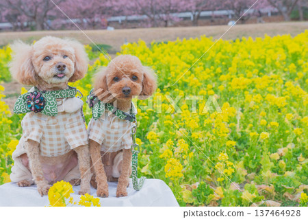 Rape flower and Kawazu cherry tree Rape flower and Kawazu cherry tree 137464928