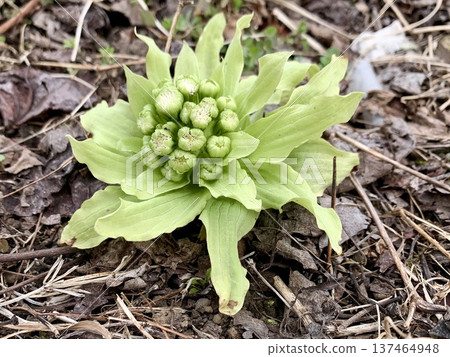 Butterbur sprouts herald the arrival of early spring 137464948