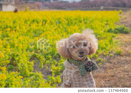 Rape flower and Kawazu cherry tree 137464988
