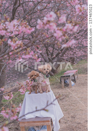 強姦花和Kawazu櫻桃樹 137465023