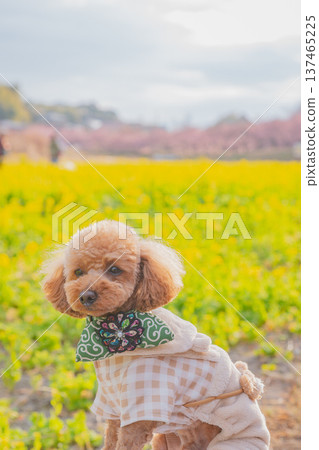 Rape flower and Kawazu cherry tree Rape flower and Kawazu cherry tree 137465225