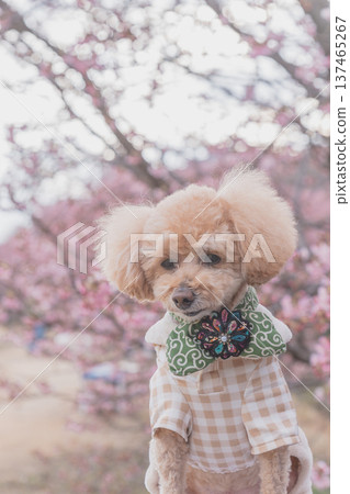 強姦花和Kawazu櫻桃樹 137465267