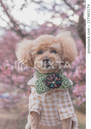 Rape flower and Kawazu cherry tree Rape flower and Kawazu cherry tree 137465274