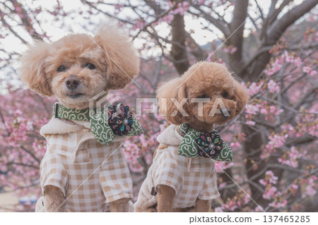 強姦花和Kawazu櫻桃樹 137465285