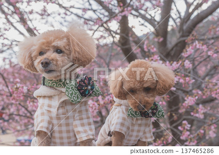 強姦花和Kawazu櫻桃樹 137465286