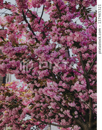 Dense pink cherry blossom Dense pink cherry blossom 137465321