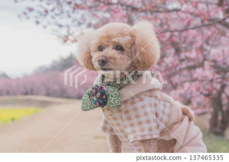 Rape flower and Kawazu cherry tree Rape flower and Kawazu cherry tree 137465335