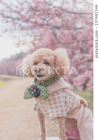 強姦花和Kawazu櫻桃樹 強姦花和Kawazu櫻桃樹 137465344