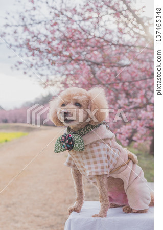 Rape flower and Kawazu cherry tree Rape flower and Kawazu cherry tree 137465348