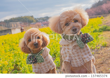 Rape flower and Kawazu cherry tree Rape flower and Kawazu cherry tree 137465374
