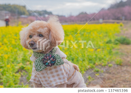 Rape flower and Kawazu cherry tree Rape flower and Kawazu cherry tree 137465396
