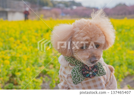 Rape flower and Kawazu cherry tree Rape flower and Kawazu cherry tree 137465407
