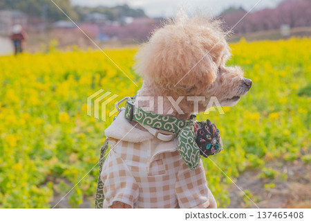 Rape flower and Kawazu cherry tree Rape flower and Kawazu cherry tree 137465408