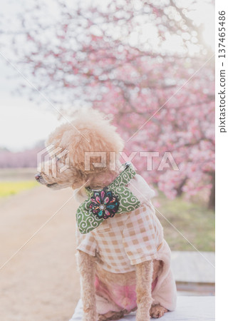 Kawazu cherry tree and rape blossoms Kawazu cherry tree and rape blossoms 137465486
