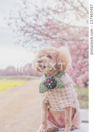 Kawazu cherry tree and rape blossoms Kawazu cherry tree and rape blossoms 137465487
