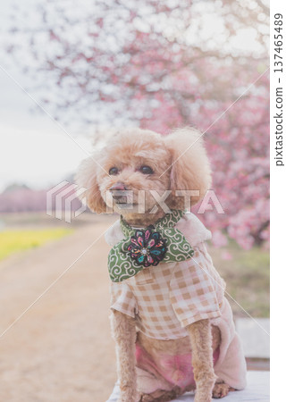 Kawazu cherry tree and rape blossoms Kawazu cherry tree and rape blossoms 137465489