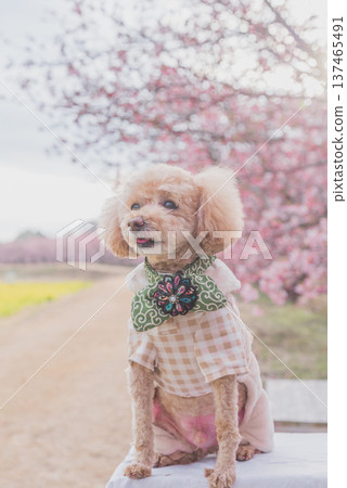 Kawazu cherry tree and rape blossoms Kawazu cherry tree and rape blossoms 137465491